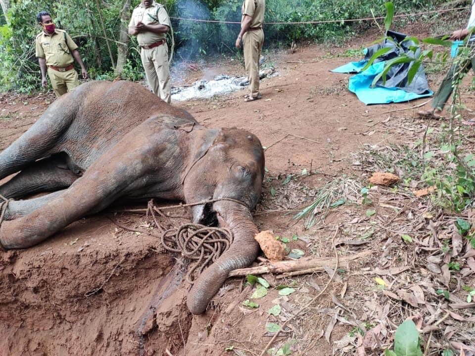 Celebrities want hard action against elephant murderer